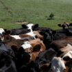 Des vaches laitières en chemin pour la traite, à la ferme de Meadow Creek Dairy, le 5 octobre 2022 à Galax, en Virginie (Etats-Unis)