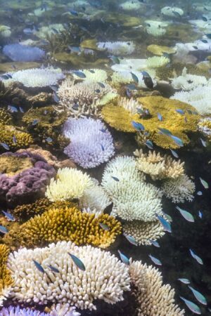 La Grande barrière de corail connaît le pire épisode de blanchissement jamais observé