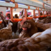 La transmission de la grippe aviaire H5N1 à l’homme suscite une « énorme inquiétude » à l’OMS