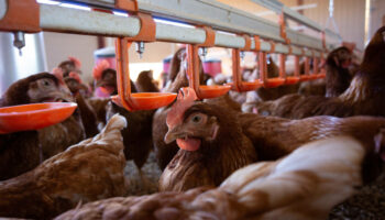 La transmission de la grippe aviaire H5N1 à l’homme suscite une « énorme inquiétude » à l’OMS