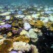 Blanchissement des coraux : « Certaines espèces sont déjà dans un état critique de conservation »