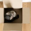 Katze klettert in Paket – und wird versehentlich mitversendet
