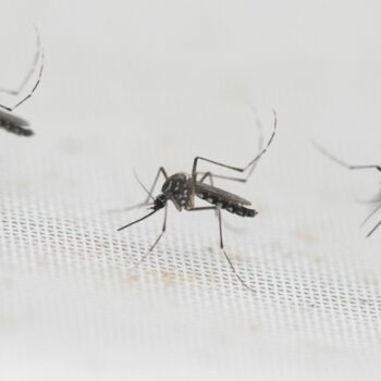 Comment les moustiques ont réussi à coloniser (presque) toute la planète