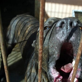 Dos pitbulls matan en Italia a un bebé de 15 meses y hieren a su madre