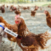 H5N1: La transmission de la grippe aviaire à l'homme "est une énorme inquiétude"