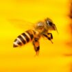 Les abeilles sont en danger, mais c'est moins inquiétant qu'on ne le pense
