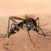 Population steigt: Asiatische Tigermücke: Wie jeder Gartenbesitzer eine Ausbreitung verhindern kann