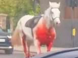 Rampaging Household Cavalry horses 'spooked by builders moving concrete': Noise caused animals on exercise to unseat four soldiers before they ran loose for six miles across London and smashed into cars, a bus and pedestrians