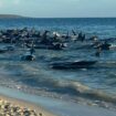 Aufnahmen zeigen eine Massenstrandung von Walen in Toby's Inlet in Westaustralien. Foto: Supplied/PARKS AND WILDLIFE WESTERN AUS