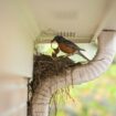 What to do if you find a bird nest near your home