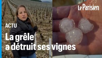 « On ne fera aucune récolte en 2024 » : à Chablis, toutes les vignes de Julie Fèvre ont été ravagées