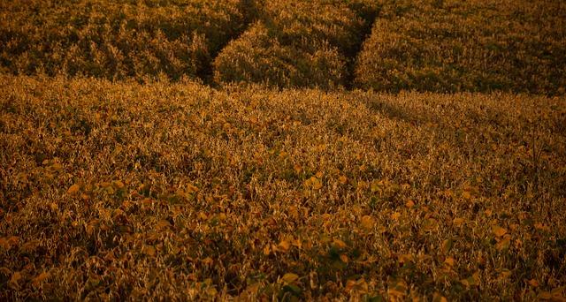 Environmental⁤ Concerns: Balancing Agriculture and Sustainability