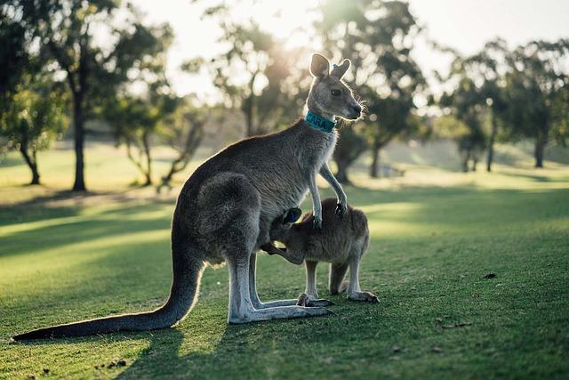 The Geopolitical Landscape: Analyzing Australias Position ‍in the Ukraine Conflict