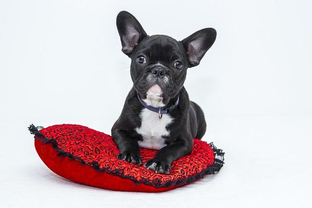 The‍ cost to own a dog or cat‌ can be ⁤extensive. ItS​ about to⁣ get more⁣ expensive. - USA TODAY