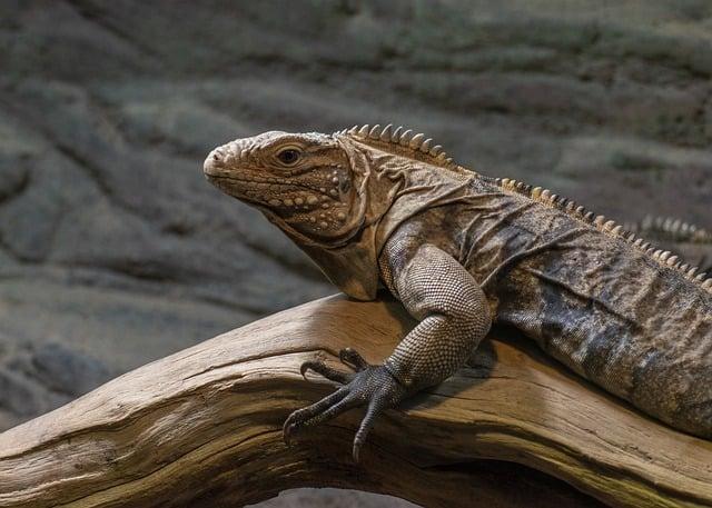 Upcoming Events at Roger Williams Park zoo Focused on Environmental Education