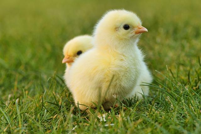 The European towns⁢ that give ‍away free chickens - BBC.com