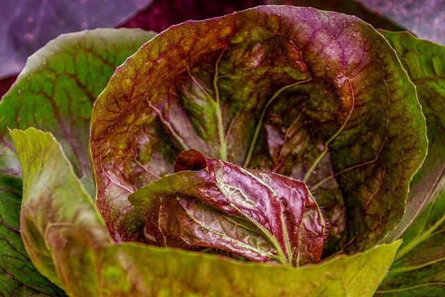 “Severe weather in Spain now hitting leafy crops hardest, while watermelon plantings also raise concern” – FreshPlaza.com