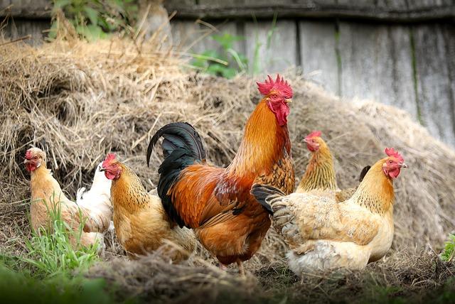 Assessing ⁢the Economic and environmental‌ Benefits of​ Urban ⁣Poultry farming
