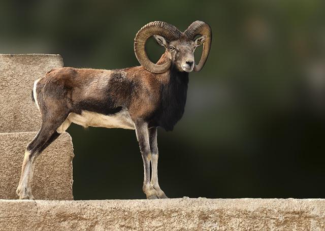 Key Features and Upgrades of the 2025 ⁣Ram 1500 Series