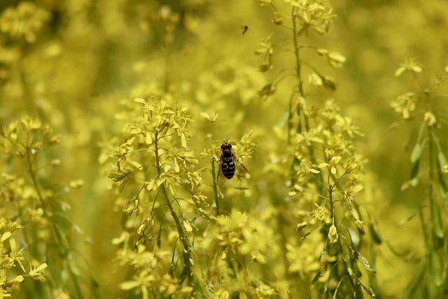the ⁤Cultural Significance of Woad in European History