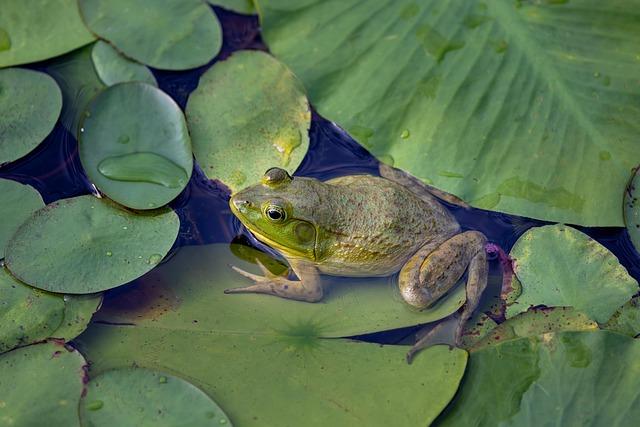 Understanding the Importance of Amphibian conservation in Local Ecosystems