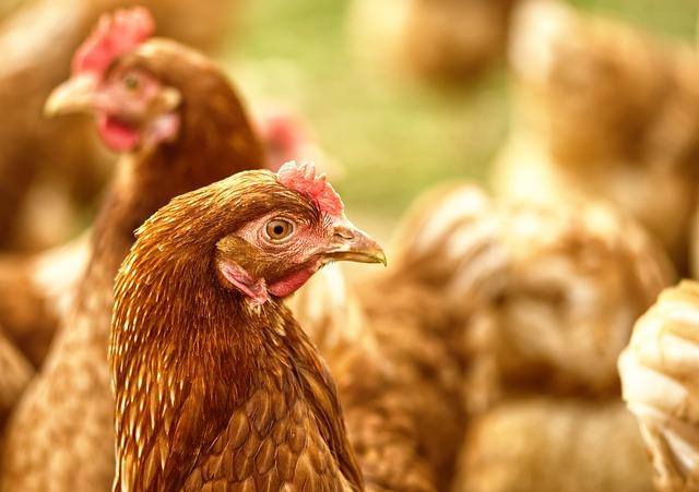 Exploring‍ the Impact of Free Chicken Programs on ‌Local Communities
