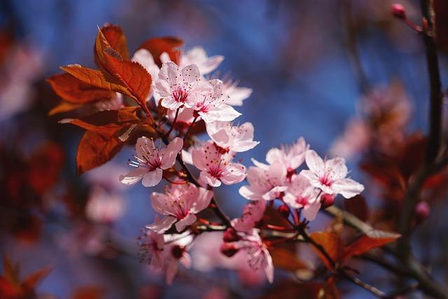 Japans Cherry Blossom Season: A Welcome‍ Sign of Spring in Tokyo