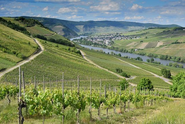 Exploring the Terroir of Cognac: A Journey Through Vineyards and Distilleries