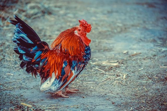 Understanding the ‍Origins ⁤of Free Chicken Initiatives in⁤ European Towns