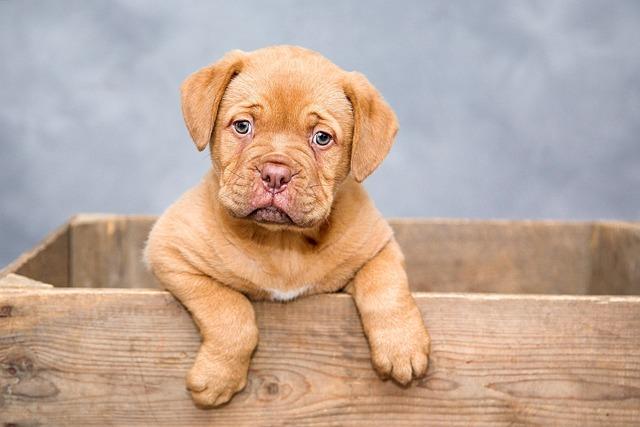 Australias ​Premier Mustering Dog Welcomes Litter of ‌Nine