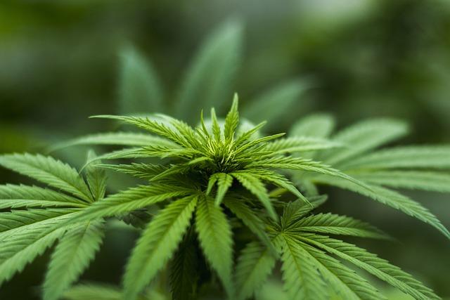 Frances Strategic Shift in Medical Cannabis Legislation
