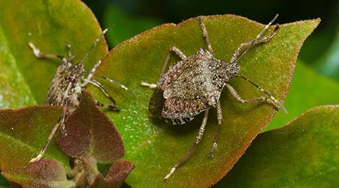 Understanding the Ecological Threat Posed by⁤ Invasive Species