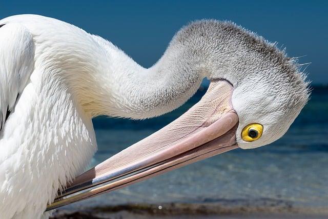 Pelicans Diplomacy ​Impact: Strengthening Ties Through International Preseason ‍play