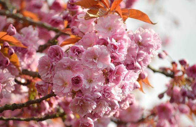 Best Viewing Spots and Tips for Experiencing Cherry Blossoms in Full Bloom