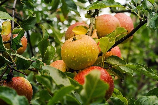 Apples Legal Battle in the U.K.Over Encryption Concerns