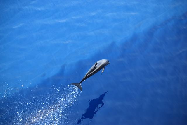 Cultural Exchange and ⁣Global Growth:‌ How the ⁣Dolphins Game in Spain Enhances‍ International Relations