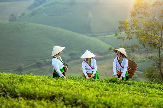 Strengthening Smallholder Farmer resilience: Strategies for Success
