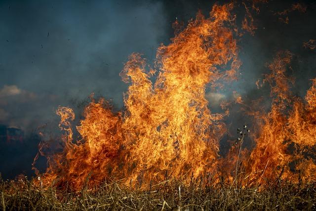 Strategies for Enhanced Wildfire Management and Prevention in Japan