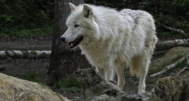 Environmental Challenges​ and Opportunities in the Arctic Region