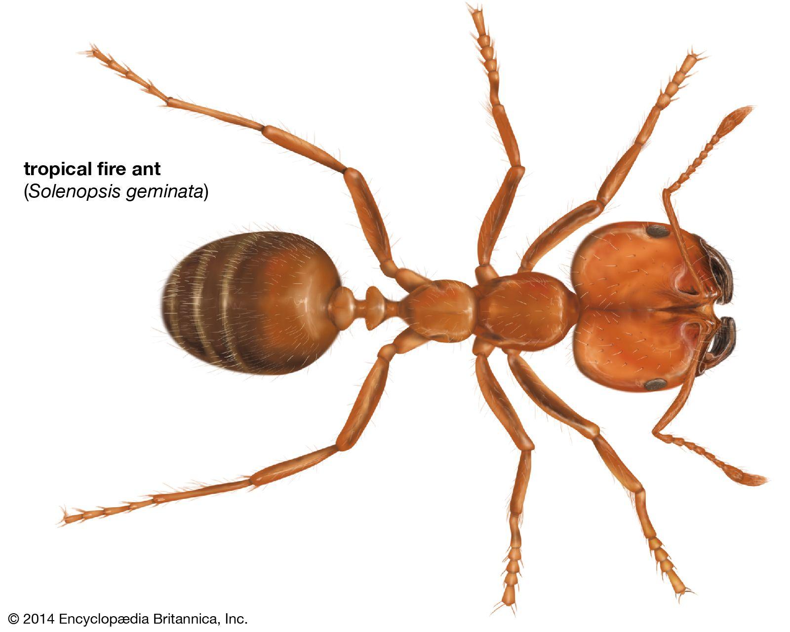 Strategies for ‌Mitigating the Spread of‌ Red Fire Ants in Australia