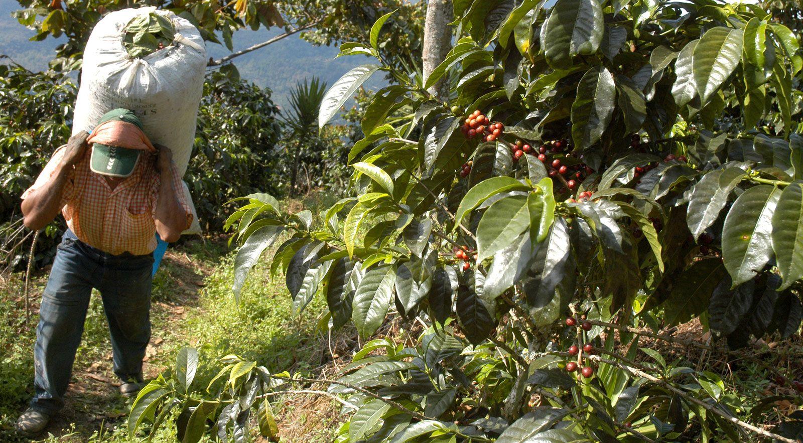 Strategies for Coffee⁣ Producers ‍to Mitigate Risks and Ensure Profitability