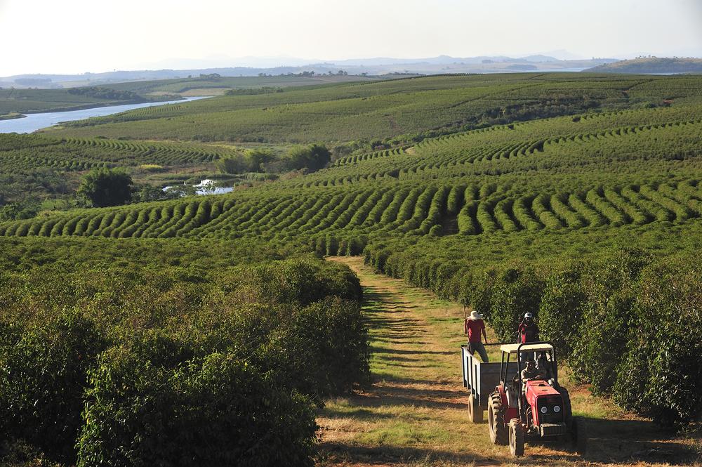 Brazils Key role: Understanding⁣ the Impact of Climate Change on Coffee Production