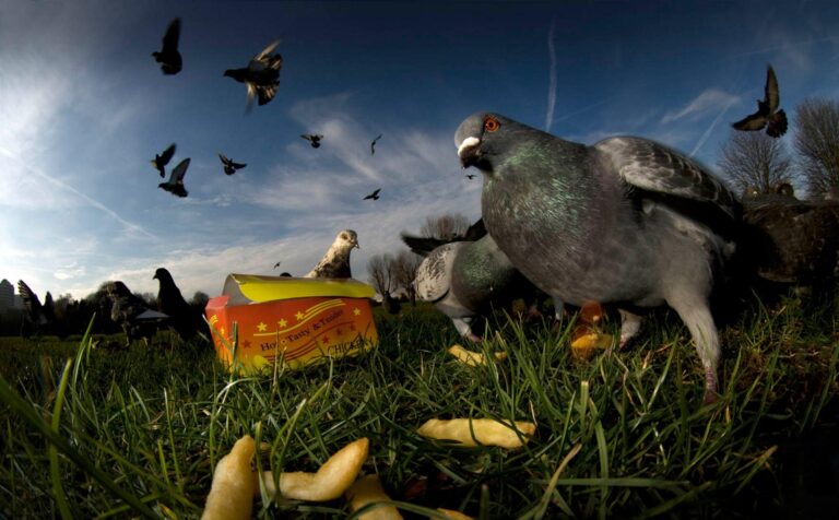 Spain restaurant shut down for serving street pigeons as Chinese ‘roast duck’ delicacy – VnExpress International