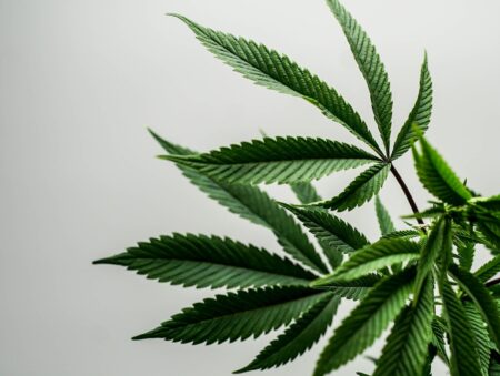 One Step Forward, One Step Back: Panama Regulates Cannabis, Italy Bans It – Benzinga
