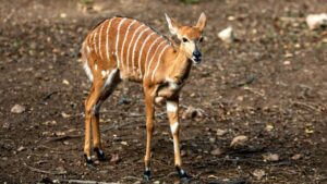Striped creature — with ‘golden’ eyes — found in Brazil river. See new species – Miami Herald