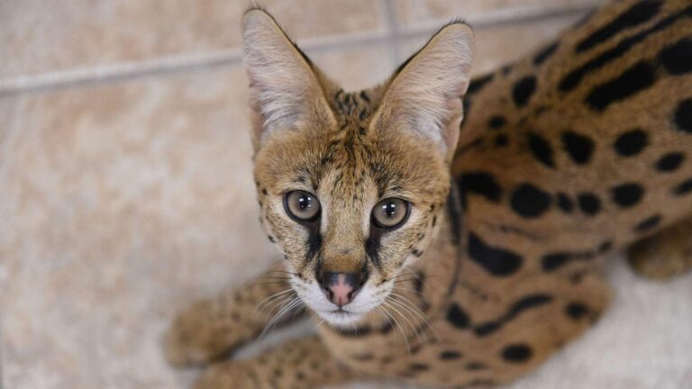 Couple Busted for Breeding and Selling Exotic Cats in Spain!