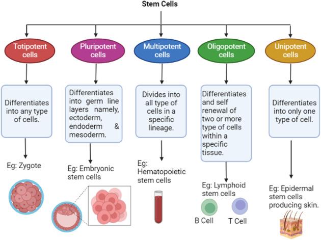 Japan’s Bold Gamble on Stem-Cell Therapies: A New Era of Medical Breakthroughs Awaits!