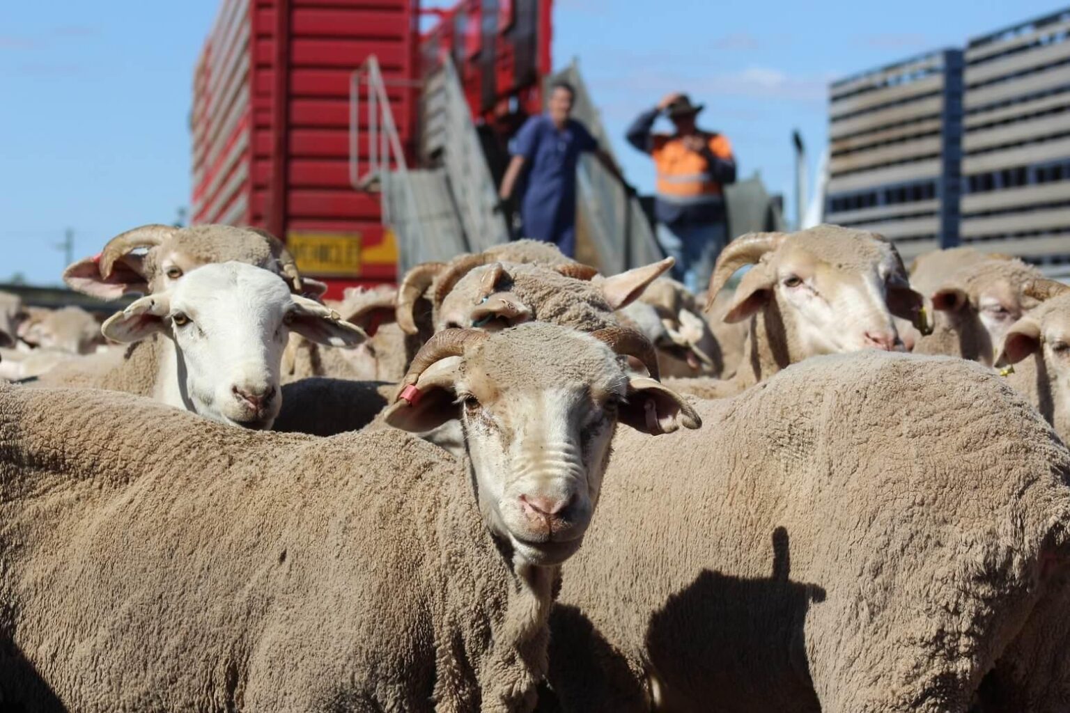 Australian Opposition Vows to Bring Back Live Sheep Exports!