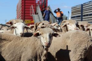 Australian Opposition Vows to Bring Back Live Sheep Exports!
