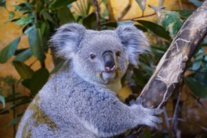 Heartbreaking Decision: Australia Takes to the Skies to Protect Koalas, Leaving Joeys in Jeopardy